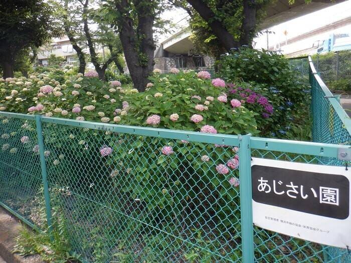 あじさい園 横浜