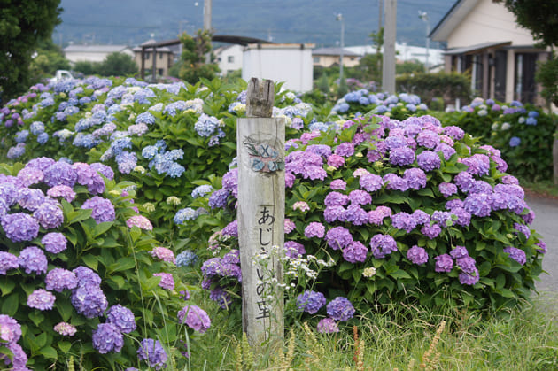 開成町 あじさいの里