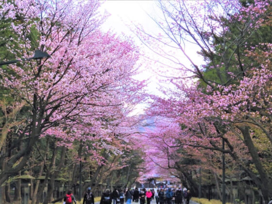 北海道神宮桜
