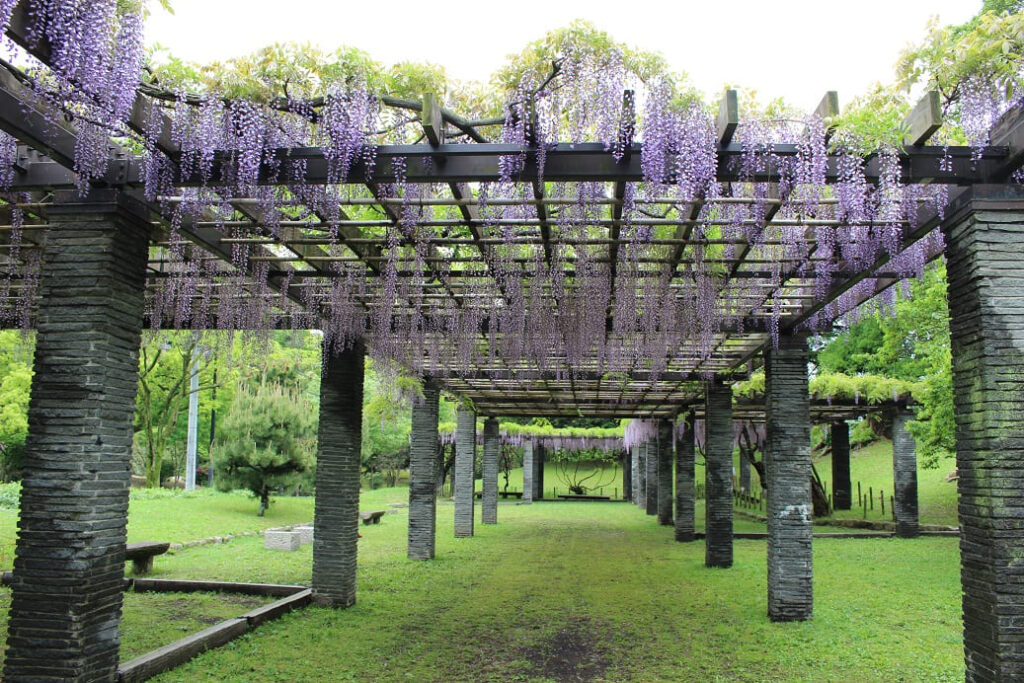 舞鶴公園フジ棚