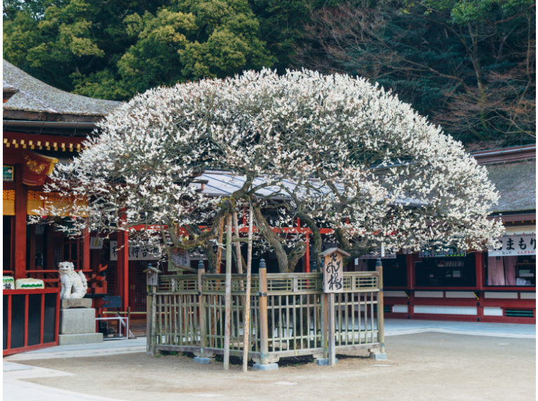 飛梅