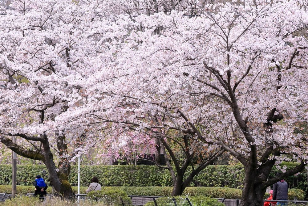 石神井公園　桜