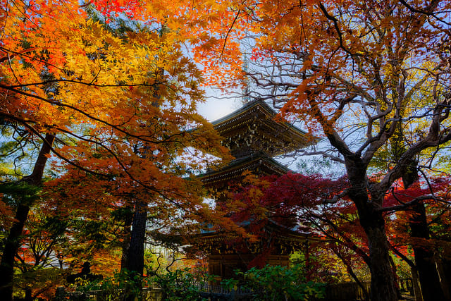 石神井公園　紅葉