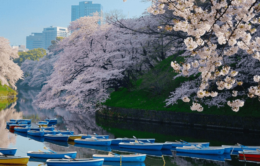 千鳥ヶ淵ボートの桜