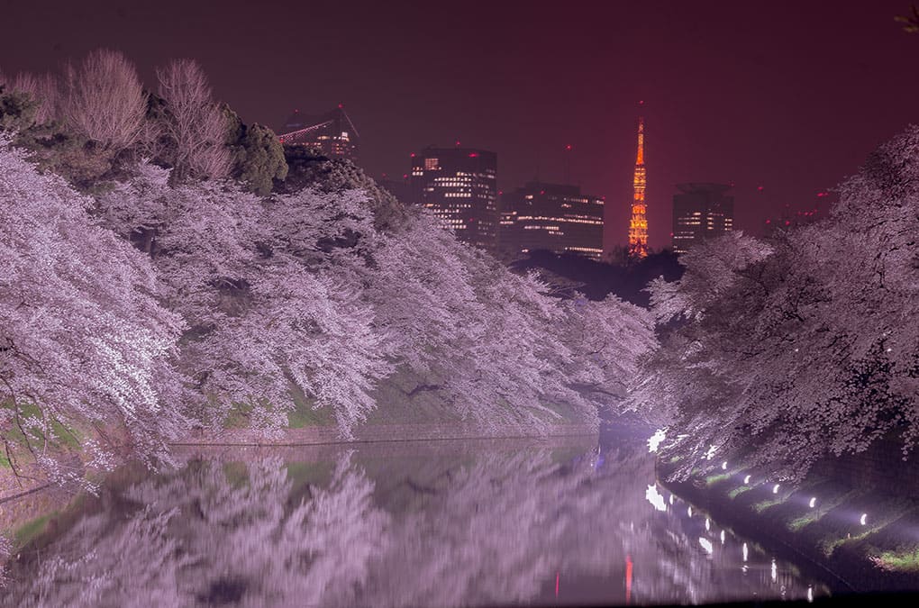 千鳥ヶ淵の夜桜