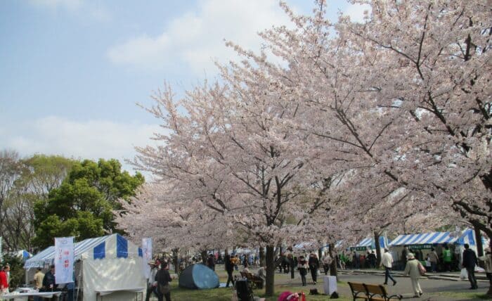 舎人公園千本桜まつり