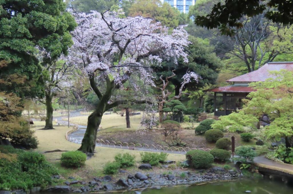 大堤側横シダレザクラ