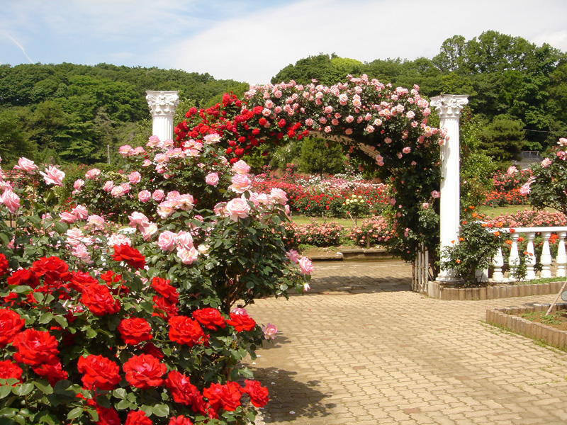 バラ園ロイヤルコーナー