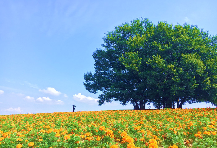 マリーゴールドの丘公園