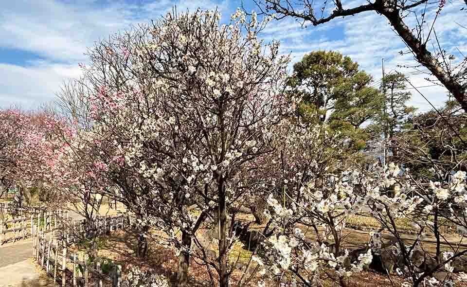 聖蹟蒲田梅屋敷公園の梅の花