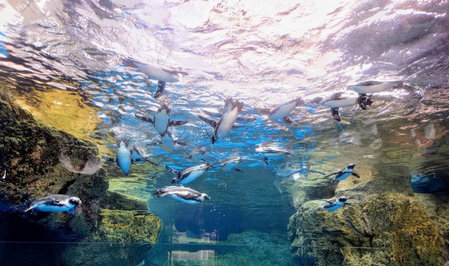 ペンギン水槽