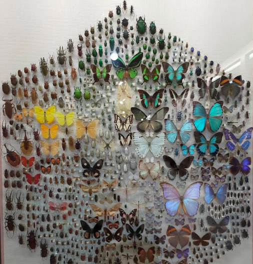 倉敷市立自然史博物館-標本