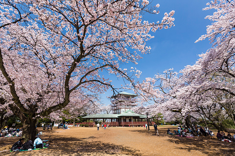 桝形山のサクラ