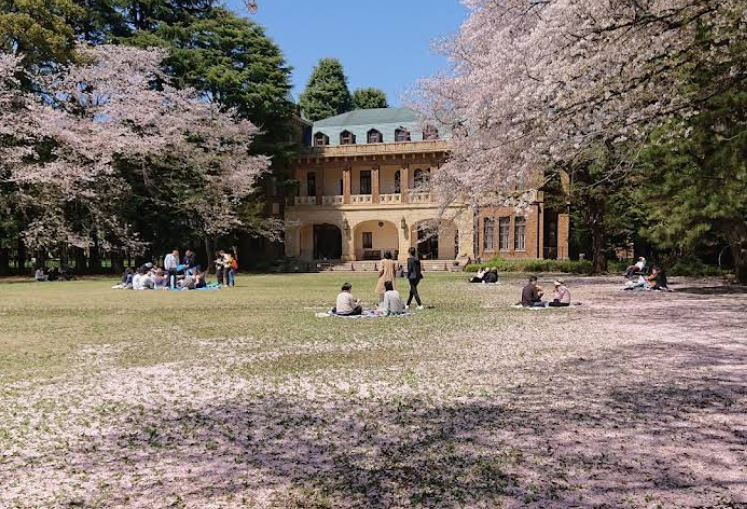 駒場公園のお花見